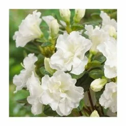 Evergreen Azalea 'Snow Pearl' | 3L Pot