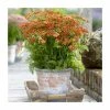 Achillea 'Milly Rock Red' | 3L Pot -Cheap July Plants Store PL9239157 main image c681