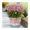 Achillea 'Milly Rock Rose' | 3L Pot 2 Achillea 'Milly Rock Rose' | 3L Pot -Cheap July Plants Store PL9239158 main image 11ce