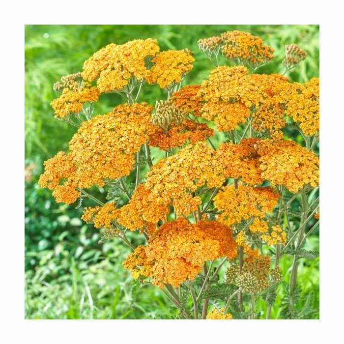 Achillea 'Milly Rock Yellow Terracotta' | 3L Pot 3 Achillea 'Milly Rock Yellow Terracotta' | 3L Pot