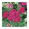 Achillea millefolium 'New Vintage Red' | 3L Pot 1 Achillea millefolium 'New Vintage Red' | 3L Pot -Cheap July Plants Store PL9239160 main image ba71