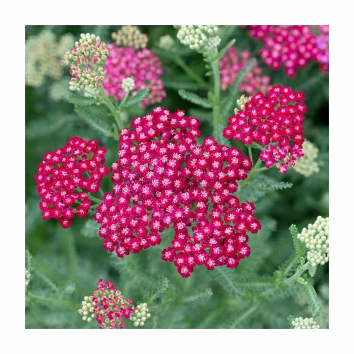 Achillea millefolium 'New Vintage Red' | 3L Pot 3 Achillea millefolium 'New Vintage Red' | 3L Pot