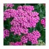 Achillea millefolium 'New Vintage Rose' | 3L Pot -Cheap July Plants Store PL9239161 main image bed8