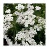 Achillea millefolium 'New Vintage White' | 3L Pot -Cheap July Plants Store PL9239163 main image a174
