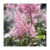 Astilbe x arendsii 'Amerika' | 3L Pot 1 Astilbe x arendsii 'Amerika' | 3L Pot -Cheap July Plants Store PL9239164 main image 45ef