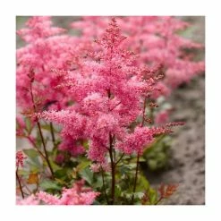 Astilbe 'Freya' | 3L Pot