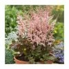 Astilbe 'Spotlight' | 3L Pot -Cheap July Plants Store PL9239174 main image 01e2