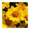 Coreopsis grandiflora 'Corey Single Gold' | 2L Pot 2 Coreopsis grandiflora 'Corey Single Gold' | 2L Pot -Cheap July Plants Store PL9239176 main image 1719