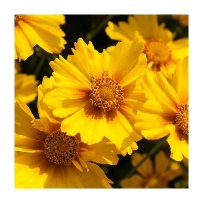 Coreopsis grandiflora 'Corey Single Gold' | 2L Pot 3 Coreopsis grandiflora 'Corey Single Gold' | 2L Pot