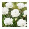 Dianthus 'Scented Memories' | 2L Pot 1 Dianthus 'Scented Memories' | 2L Pot -Cheap July Plants Store PL9239177 main image f8e0
