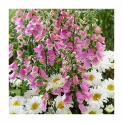 Digitalis 'Pink Panther' | 3L Pot