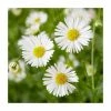 Erigeron karvinskianus 'Sea of Blossom' | 3L Pot 1 Erigeron karvinskianus 'Sea of Blossom' | 3L Pot -Cheap July Plants Store PL9239179 main image 2ffb