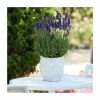 Lavandula 'Blue Spear' | 2L Pot 1 Lavandula 'Blue Spear' | 2L Pot -Cheap July Plants Store PL9239188 main image b876