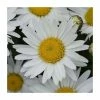 Leucanthemum 'Madonna' | 3L Pot -Cheap July Plants Store PL9239189 main image f747