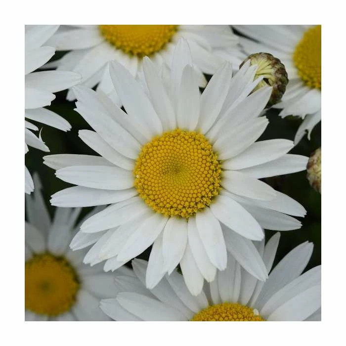 Leucanthemum 'Madonna' | 3L Pot 3 Leucanthemum 'Madonna' | 3L Pot