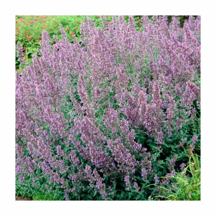 Nepeta 'Walkers Low' | 3L Pot 3 Nepeta 'Walkers Low' | 3L Pot