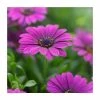 Osteospermum 'Tresco Purple' | 3L Pot -Cheap July Plants Store PL9239191 main image a0fd