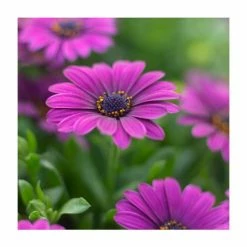 Osteospermum 'Tresco Purple' | 3L Pot