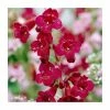 Penstemon 'Quartz Red' | 3L Pot 2 Penstemon 'Quartz Red' | 3L Pot -Cheap July Plants Store PL9239192 main image d646