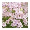 Penstemon 'Quartz Rose' | 3L Pot