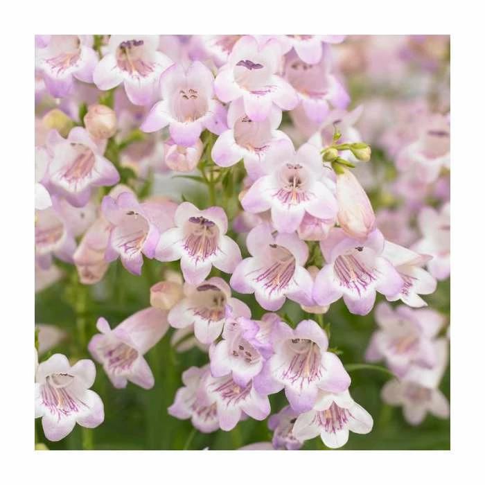 Penstemon 'Quartz Rose' | 3L Pot 3 Penstemon 'Quartz Rose' | 3L Pot