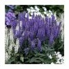 Salvia x sylvestris 'Blue Hill' | Blauhugel Sage | 2L Pot -Cheap July Plants Store PL9239194 main image 6dbf