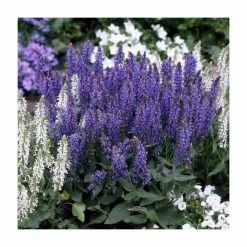 Salvia x sylvestris 'Blue Hill' | Blauhugel Sage | 2L Pot