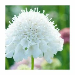 Scabiosa columbaria 'Flutter Pure White' | Dove Pincushion | 3L Pot