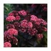 Sedum 'Mr Goodbud' | 3L Pot 1 Sedum 'Mr Goodbud' | 3L Pot -Cheap July Plants Store PL9239197 main image c28b