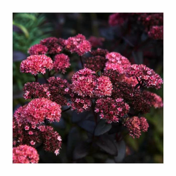 Sedum 'Mr Goodbud' | 3L Pot 3 Sedum 'Mr Goodbud' | 3L Pot