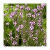Verbena officinalis var. grandiflora 'Bampton' | 3L Pot 1 Verbena officinalis var. grandiflora 'Bampton' | 3L Pot -Cheap July Plants Store PL9239198 main image e254