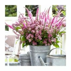 Veronica 'Ronica Fuchsia' | Speedwell | 3L Pot