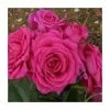 Save 9 Lives | Floribunda Rose 2 Save 9 Lives | Floribunda Rose -Cheap July Plants Store PL925098 main image e9cc