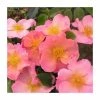 Simple Peach | Shrub Rose 1 Simple Peach | Shrub Rose -Cheap July Plants Store PL925105 main image fc40