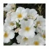 Simple White | Shrub Rose 1 Simple White | Shrub Rose -Cheap July Plants Store PL925106 main image 24a3