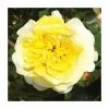 Sun & The Heart' Potted Rose | 5L Pot -Cheap July Plants Store PL925108 main image cf3c