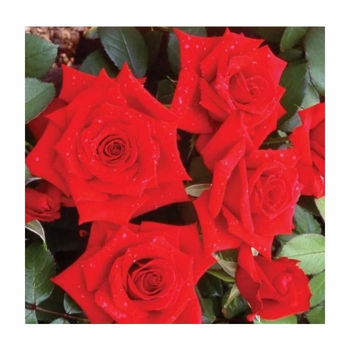 Special Dad | Hybrid Tea Rose 4 Special Dad | Hybrid Tea Rose - Image 2