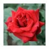 Special Dad | Hybrid Tea Rose 2 Special Dad | Hybrid Tea Rose -Cheap July Plants Store PL925114 main image 315f