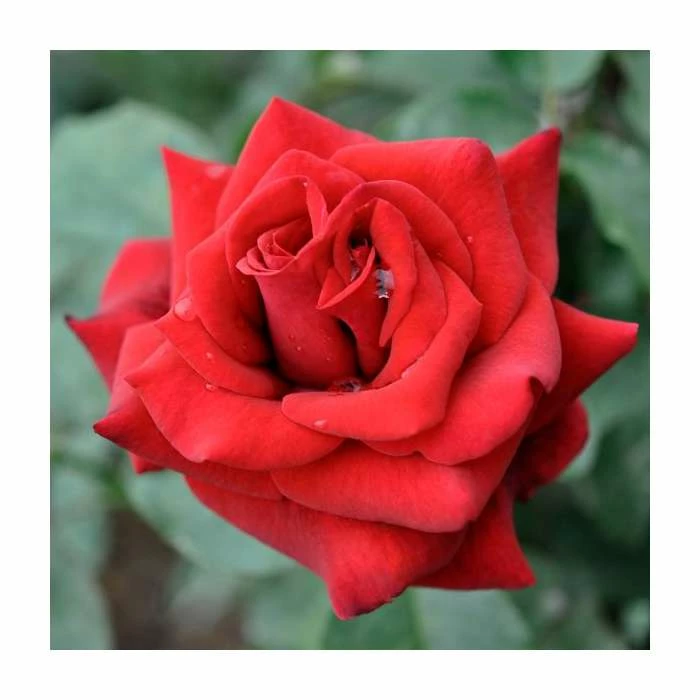 Special Dad | Hybrid Tea Rose 3 Special Dad | Hybrid Tea Rose