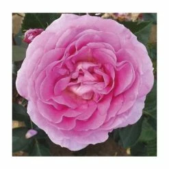 Special Mum | Floribunda Rose