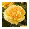 Amber Queen | Floribunda Rose -Cheap July Plants Store PL925124 main image f446