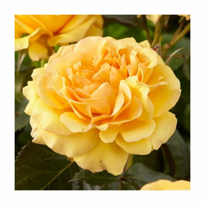 Amber Queen | Floribunda Rose 3 Amber Queen | Floribunda Rose