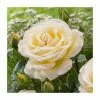 At Peace | Hybrid Tea Rose
