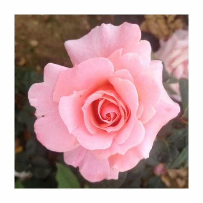 Fab at 40 | Floribunda Rose 3 Fab at 40 | Floribunda Rose