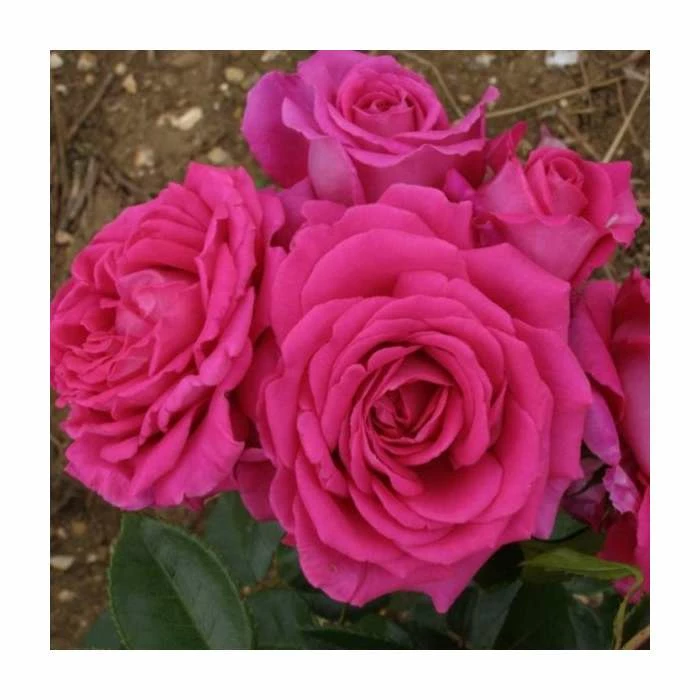 Fab at 70 | Floribunda Rose 3 Fab at 70 | Floribunda Rose