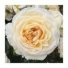 Happy Birthday Cream | Floribunda Rose 2 Happy Birthday Cream | Floribunda Rose -Cheap July Plants Store PL925148 main image 071b