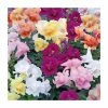 Antirrhinum 'Twinny' Mix | 20 Pack | Garden Ready Bedding -Cheap July Plants Store PL925221 main image fcc2