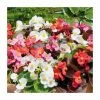 Begonia semp 'Devil's Delight' Mix |20 Pack | Garden Ready Bedding -Cheap July Plants Store PL925222 main image 2371