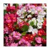 Begonia semp 'Heaven' Mix | 20 Pack | Garden Ready Bedding -Cheap July Plants Store PL925223 main image 419d