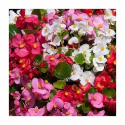 Begonia semp 'Heaven' Mix | 20 Pack | Garden Ready Bedding